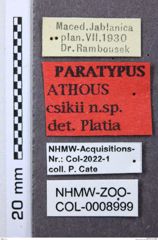 Etiketten zu Athous csikii (NHMW-ZOO-COL-0008999)